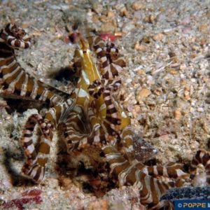 Wunderpus photogenicus