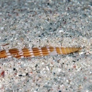 Myurella undulata