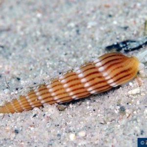 Myurella undulata