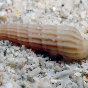 Myurella undulata