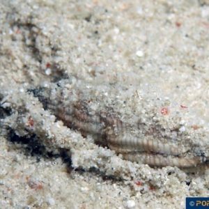 Vexillum granosum