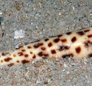 Terebra areolata