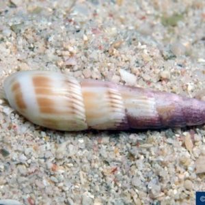 Hastula albula