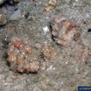 Naquetia cumingii